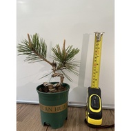 Artificial plant/Decoration [LIVE PLANT/BONSAI] Pinus Thunbergii/Black Pine/黑松