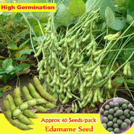 Good Quality Edamame Seeds for Sale (Approx 40 Seeds/pack) Green Healthy Vegetables Seeds for Planti
