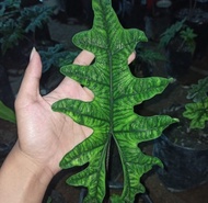 bibit bonggol alocasia Jacklyn / alokasia Jacklin