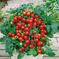 Cherry Tomato Red Cherry Dwarf Sweet 20-30 Seeds Beginner Friendly Easy Grow