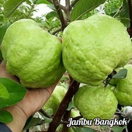 PROMO BIBIT JAMBU BIJI BANGKOK bibit jambu kristal