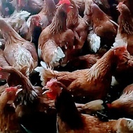 Ayam petelur Isa brown umur19-20-21minggu