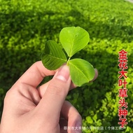 Ready Stock Instant Shipment Grass Head Seed Golden Cauliflower Seed Shanghai Grass Head Seed Grass 