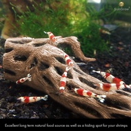 Cactus Cholla Wood Reptile Wood Planted Shrimp Tank Aquarium Accessories