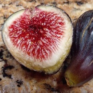 1 ต้น มะเดื่อฝรั่ง Figs Tree สูงขนาด 30 ซม เสียบยอด 6 เดือนพร้อมให้ผล