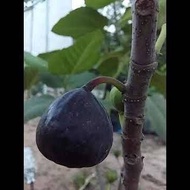 10 เมล็ด เมล็ดมะเดื่อฝรั่ง Figs สายพันธุ์  Iraqi Fig  มะเดื่อฝรั่ง หรือ ลูกฟิก (Fig) อัตราการงอก 70-