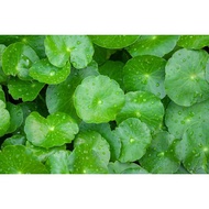 Centella Asiatica Extract