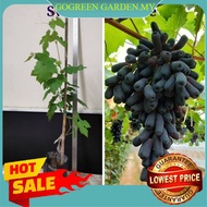 Best Price Anak Pokok Anggur Sweet Sapphire American Seedless 美国金手指品种现货 boleh berbuah di Malaysia Ready Stock