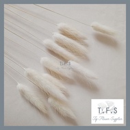 (10PCS) Dried Candy Colour Lagurus Rabbit Tail Cream White Bunga