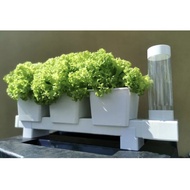 Hidroponik HLT Cute G2i- Ready Stock