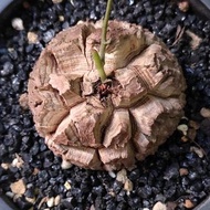 有影片) 南非龜甲龍 棱角分明   5.1cm   連 花盆 塊根 植物 盆栽 Plant  caudex 非象牙宮【實拍。只此一盆】 👑 10年老店