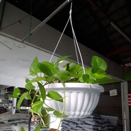 NLSB - pasu bulat gantung besar putih/cotta/dark brown (baba pasu bulat )untuk pelbagai tanaman.BABA