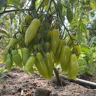 2026 種子-超甜綠手指蕃茄/包郵/Green  Tomato  seeds