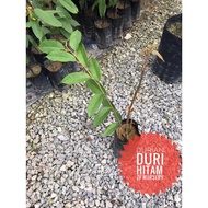 clearancesell well☢Anak pokok durian Duri Hitam@Ochee@D200