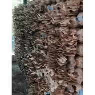 Bongkah Cendawan Tiram Kelabu  #Oyster Mushroom #matang #separuhmatang #bongkah #cendawan #tiram #ke