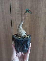 賣奇異油甘，不是伊洛，惠比大黑，須笑，巴氏棒槌，溫莎，象牙玉，魔戒玉