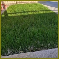 ▝ ﹍ ▫ BERMUDA GRASS SEEDS (300 seeds) - Green Grass Seeds for Planting Gardening