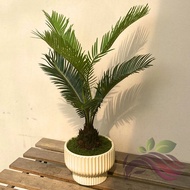 Cycas Revoluta Sago Palm 苏铁铁树 by LS Group