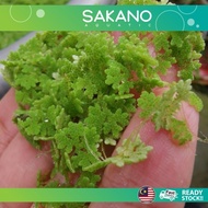 Azolla HYBRID Benih Azola microphylla microfila Mosquito Fern Aquatic Floating Plant pokok hidup kia