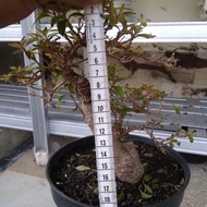 Bonsai pusaka