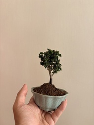 日本石化檜$480（體驗價）