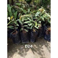 Anak pokok durian D24