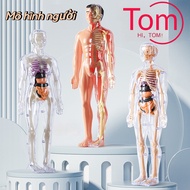 Detachable Human Anatomy Assembly Model, Human Body Anatomy Model for Children to Explore
