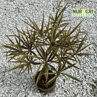 🔥RARE🔥 POKOK DOA MERAH / Bucida Merah / Red Bucida Tree / Bucida Buceras / Outdoor / Live plants