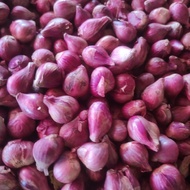 bawang merah brebes super