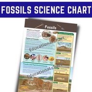 FOSSILS POSTERS CHARTS I ALL ABOUT SCIENCE CHARTS, A4 Size Laminated for kids