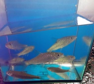 ikan thungyai thai kelah biru 2-3inc 3 ekor