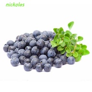 NICKOLAS Artificial Blueberry Crafts Blue Simulation Blueberry Fruit Model DIY Party Garden Fake Fru