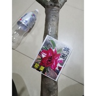 Adenium Live Plants / Kemboja Somalense Grafting Poppy