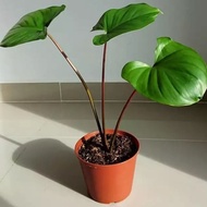 TANAMAN HOMALOMENA MERAH