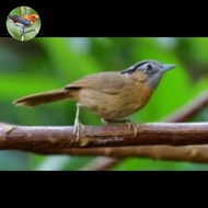 burung wambi mini lokal jantan