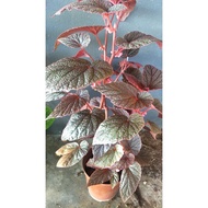 Begonia Plant | Asam Batu