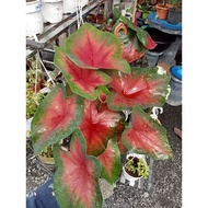 keladi caladium viral pokok murah anak benih real plant