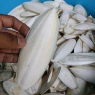 Cuttlefish / Tulang Sotong Saiz 7CM - 14CM | Sumber Kalsium