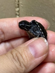 [Aquarium Live Pet] No COD麝香蛋龟seekor Mississippi Common Musk Baby Turtle