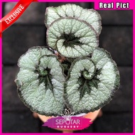 begonia escargot - tanaman hias begonia escargot