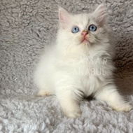 Anak kucing persia white solid mata biru