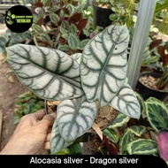 Baru Alocasia Dragon Silver -