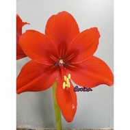 Amaryllis Carina Bulb