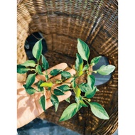 Pokok Cili Padi Bara
