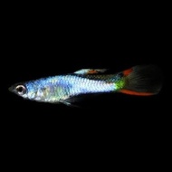 guppy endler silverado el Silverado