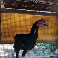 DOC Ayam Kampung Jantan -Jago- Muda -Lancuran Anakan-