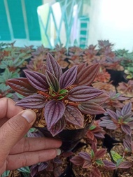 tanaman peperomia Rosso