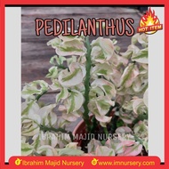 PEDILANTHUS LELIPAN EUPHORBIA PLANT REAL READYSTOCK