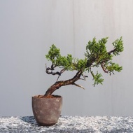 舍利表現的系魚川真柏迷你盆栽 松柏小盆栽 真柏造型盆栽 細魚川