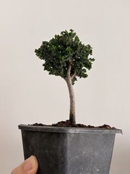 日本石化檜$400（體驗價）10cm左右高